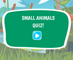 Small animals quiz